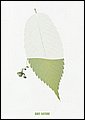 pva220.jpg